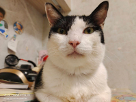 黃伊秀