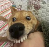 手術醫生