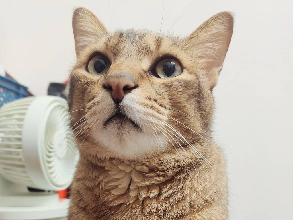 伍振宇